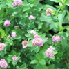 伊吹山の花6
