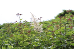 伊吹山の花4