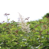伊吹山の花4