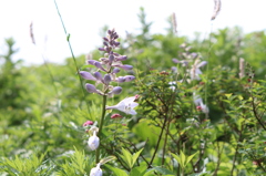 伊吹山の花5