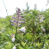 伊吹山の花5