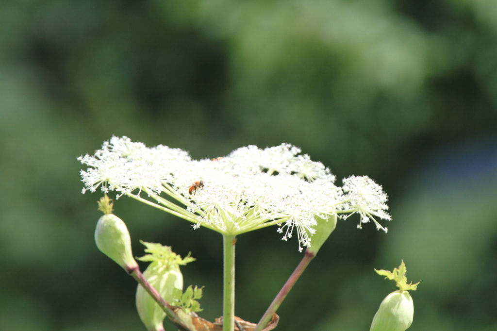伊吹山の花