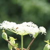 伊吹山の花