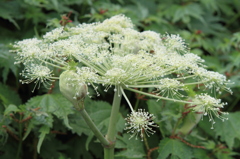 伊吹山の花2
