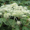 伊吹山の花2