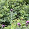 伊吹山の花7