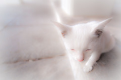 white cat