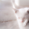 white cat