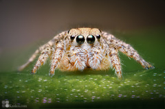 habronattus ocala（雌）