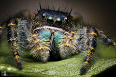 phidippus johnsoni （雄）