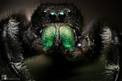 phidippus audax （雄）