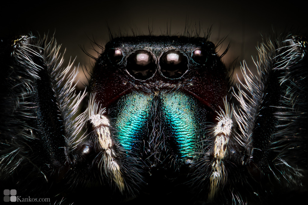 phidippus clarus（雄）