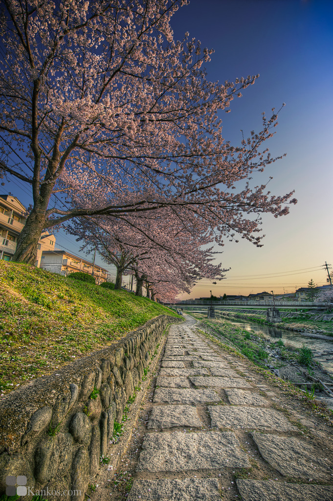 桜並び