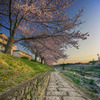 桜並び