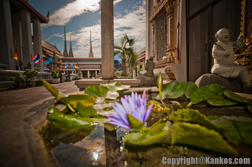 lotus point of view
