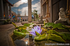 lotus point of view