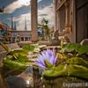 lotus point of view