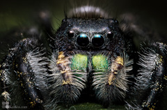 phidippus regius（雄）