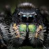 phidippus regius（雄）
