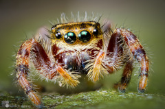 phidippus clarus II（雌）