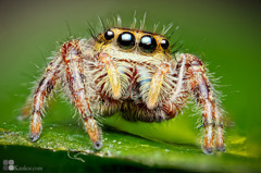 phidippus clarus（雌）