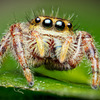 phidippus clarus（雌）