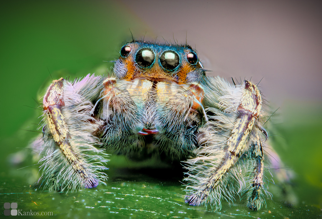 phidippus richmani（雄）
