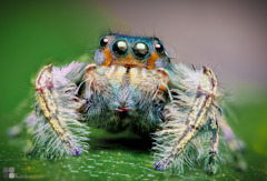 phidippus richmani（雄）