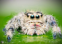 phidippus regius（雌）