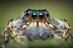 phidippus richmani II （雄）