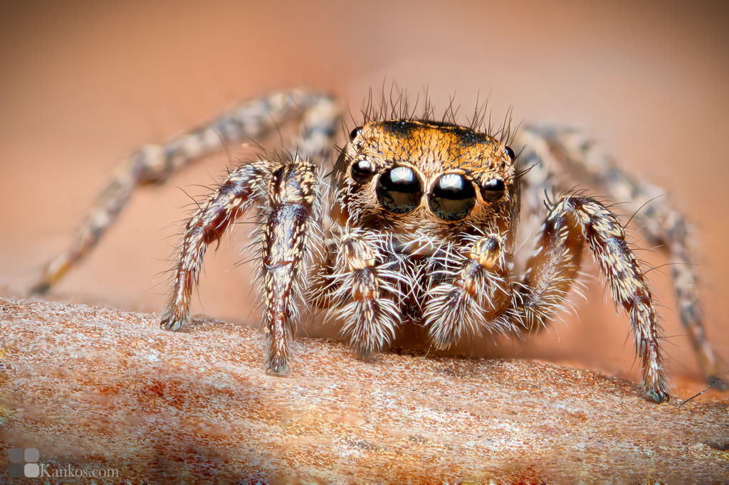 habronattus trimaculatus（雌）