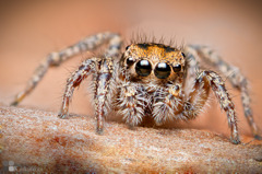 habronattus trimaculatus（雌）