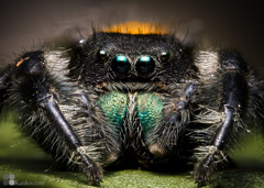 phidippus something （雄）