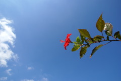 額縁