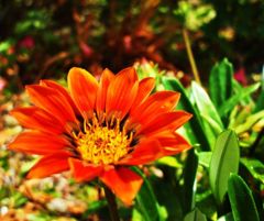 orange flower