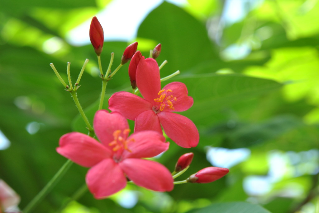 南国の花