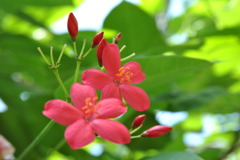南国の花
