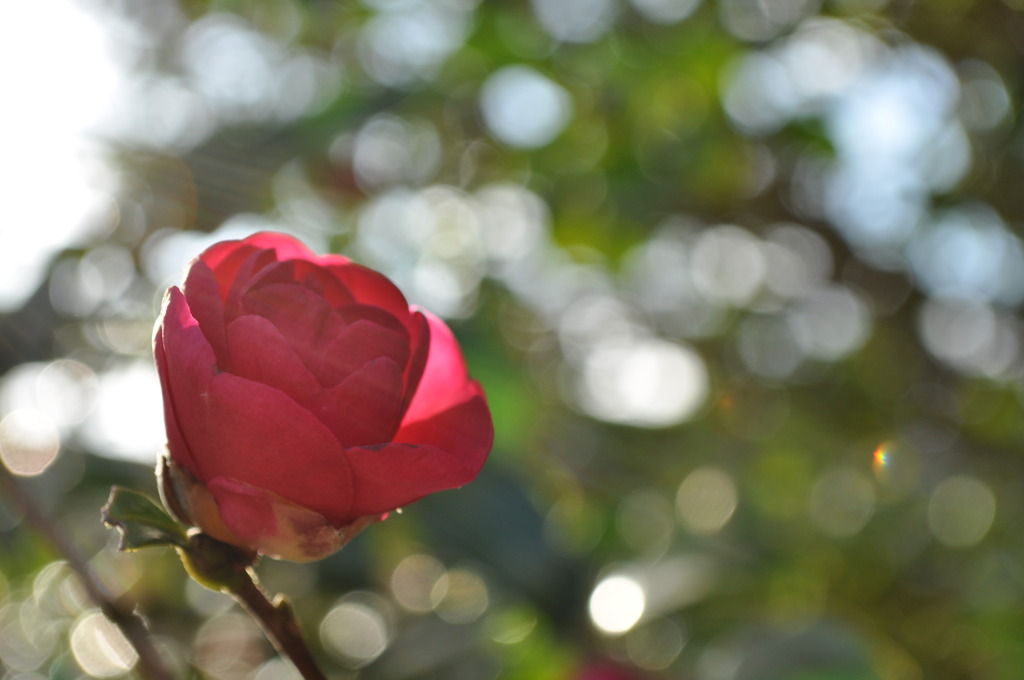 山茶花