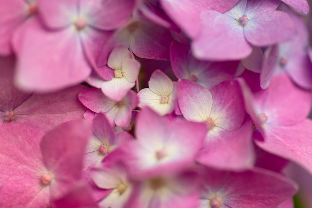 紫陽花