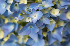 紫陽花