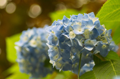 紫陽花、まだ色づかず