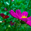 Deep Purple