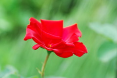 一重の赤い薔薇