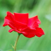 一重の赤い薔薇
