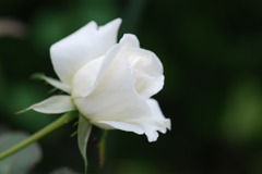 薔薇