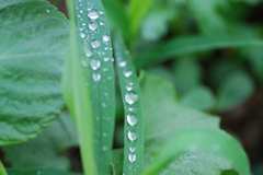 雑草の長い葉っぱに並んでいる雫