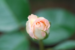 ツゥルーラブ