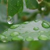 薔薇の葉の雫２