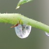 薔薇の茎の雫