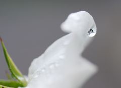 薔薇の花の雫